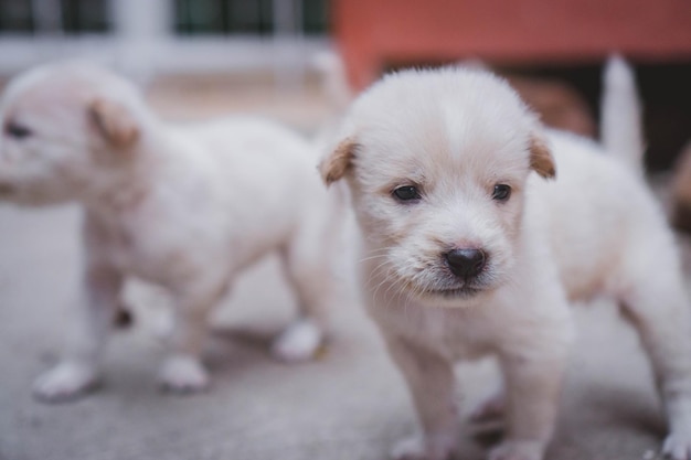 Photo portrait of puppy