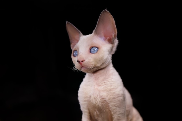 Portrait of a purebred Devon Rex kitten A on a black background