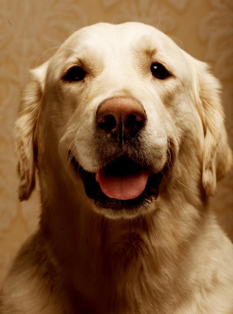 Portrait of purebred golden retriever dog close up