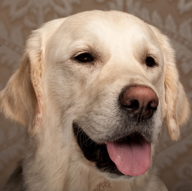 Portrait of purebred golden retriever dog close up