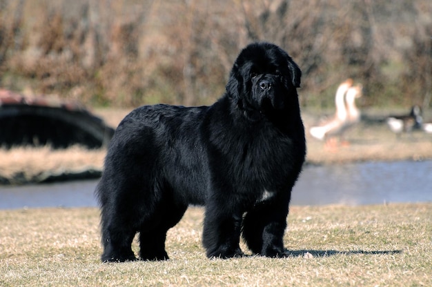 Portrait of purebred newfoundland dog in outdoors.