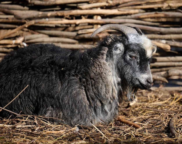 Portrait of a ram artiodactyl animal in nature