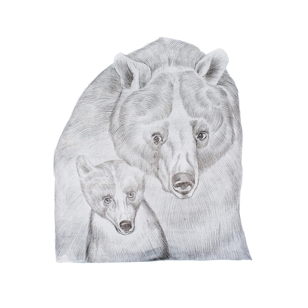 Portrait of realistic grey mother bear and cub handdrawn