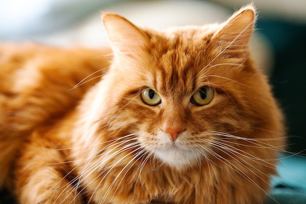 Portrait of red cat bobtail breed