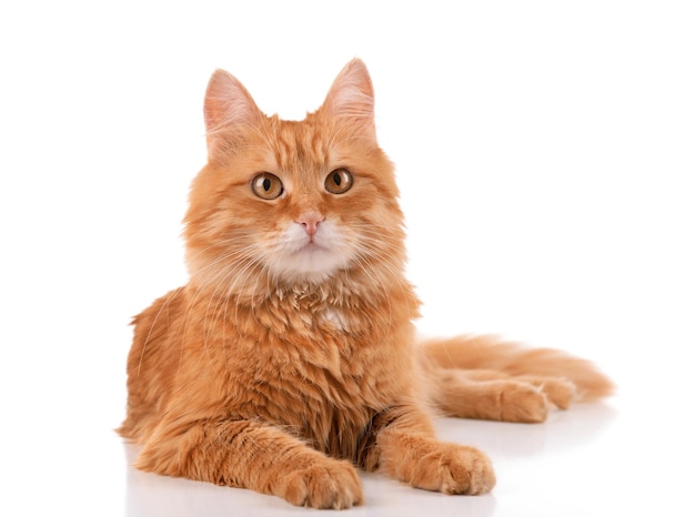 Portrait of red cat isolated on white