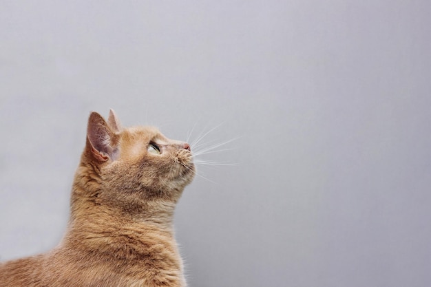 Portrait of a red cat looking up carefully on a grey background. Copy space.