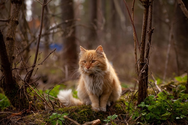 Portrait of red cat in nature in forest