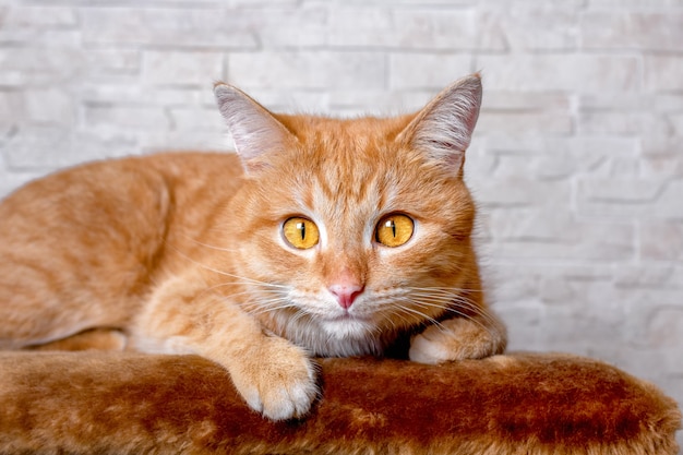 Portrait of a red cat's face. Big smart eyes and a pink nose