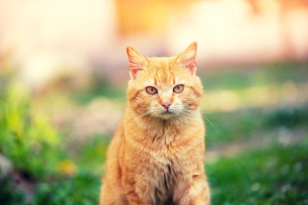 Portrait of a red cat sitting on the grass in the summer garden Cat looks at the camera