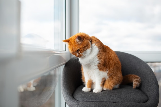 Portrait of red cat sitting on grey chair home looking outside through window