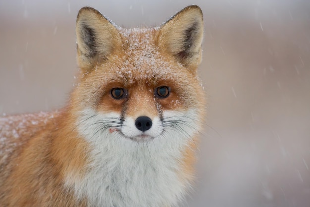 Portrait of red fox looking to the camera in winter