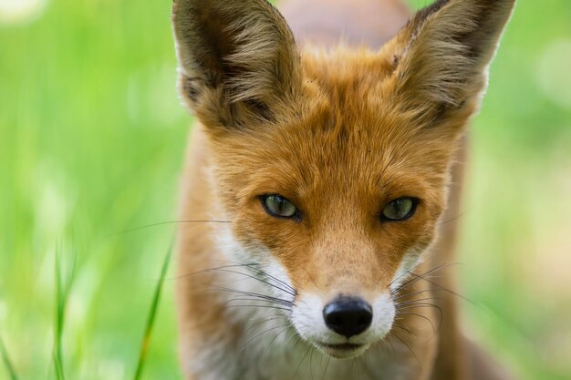 Photo portrait red fox vulpes vulpes in the wild