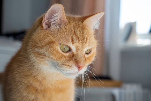 Portrait of a red haired domestic cat who looks away in a detached way