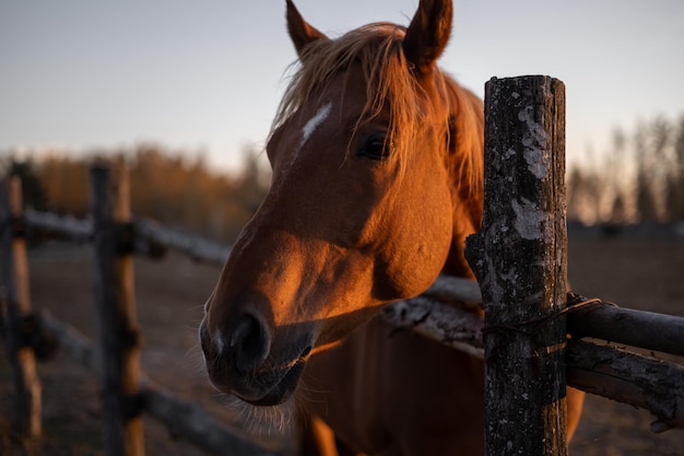 Portrait of a red horse head in an aviary at sunset Blur background for inscription