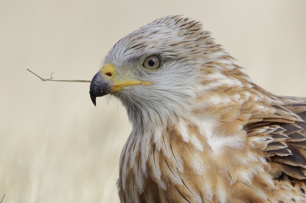 Portrait of a Red Kite or Milvus Milvus in the field