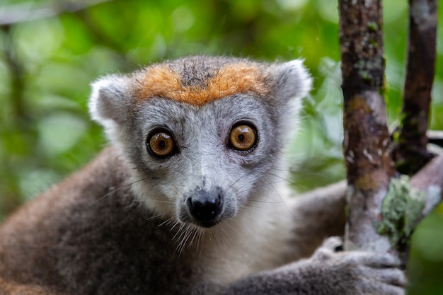 The portrait of a red lemur in its natural environment