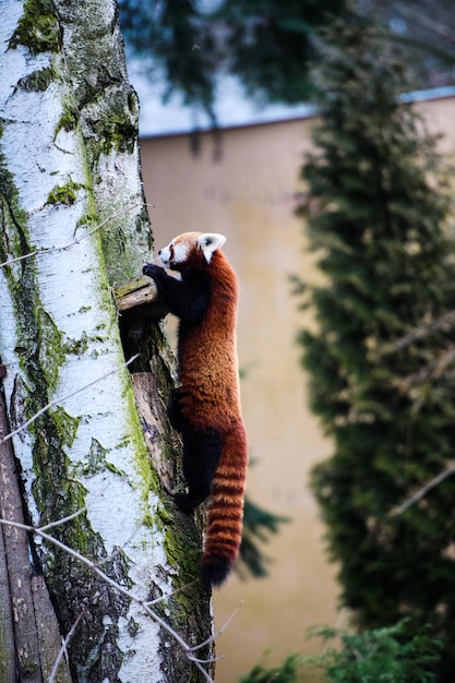 Portrait of a Red Panda Ailurus fulgens