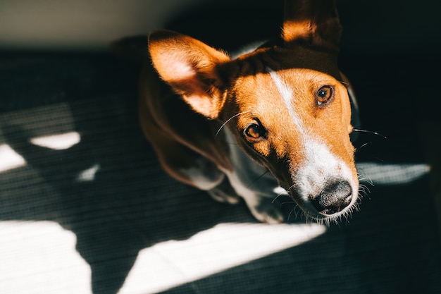 Portrait of red white basenji dog sitting on a floor