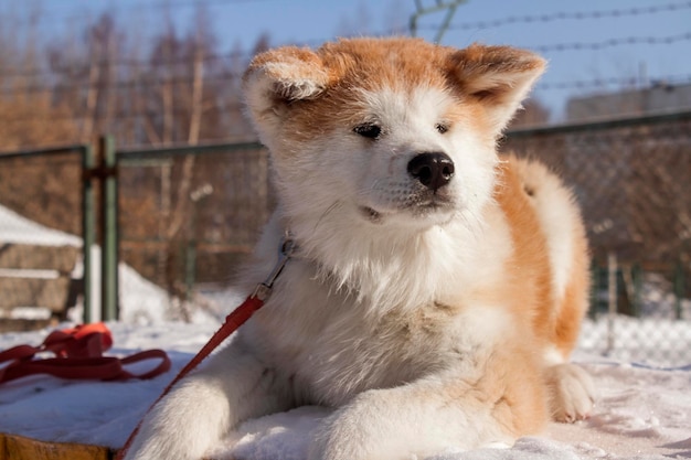 Portrait of redhaired dog Shiba inu in winter in the snow