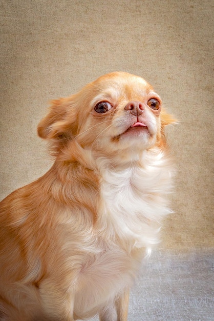 Portrait of a redheaded Chihuahua dog, showing his tongue.