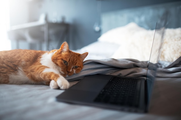 Portrait of redwhite fluffy cat chilling on bed using laptop