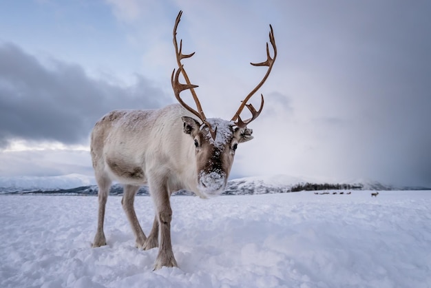 Portrait of a reindeer with massive antlers