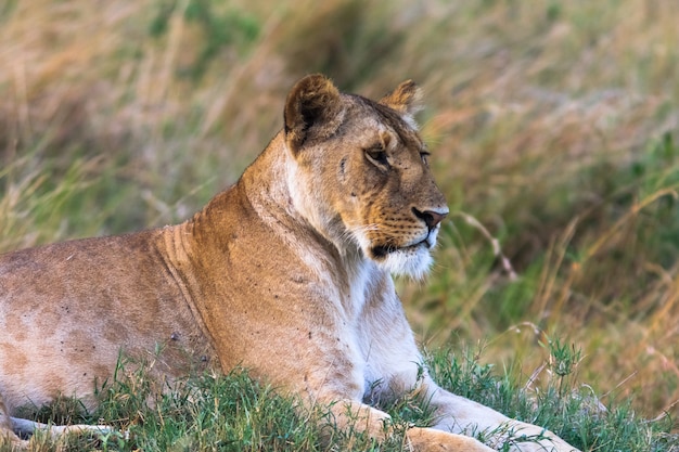 Portrait of a resting lioness on grass. Kenya, Africa