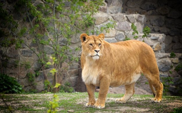 Portrait of a resting lioness Panthera leo