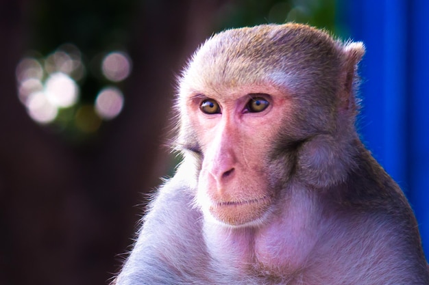 Portrait of the Rhesus Monkey looking away at a distance in deep thoughts