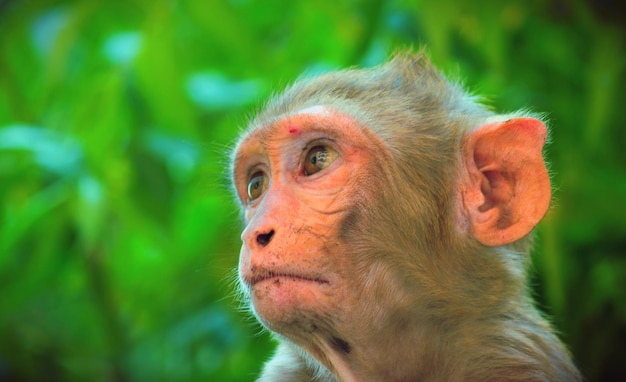 Portrait of the Rhesus Monkey looking away at a distance