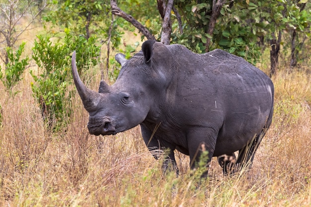 Portrait of a rhino in the thickets of Meru Kenya Africa