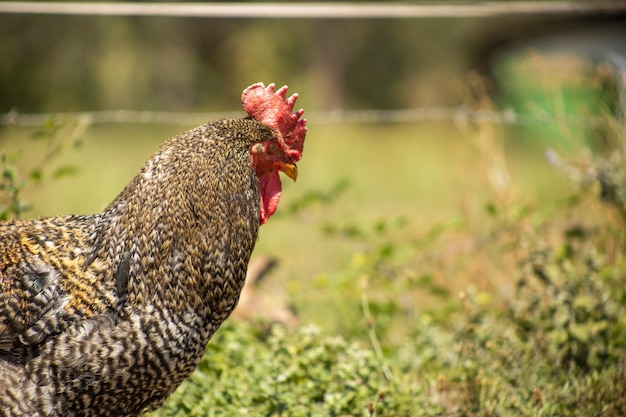 Portrait of a rooster in the middle of the field