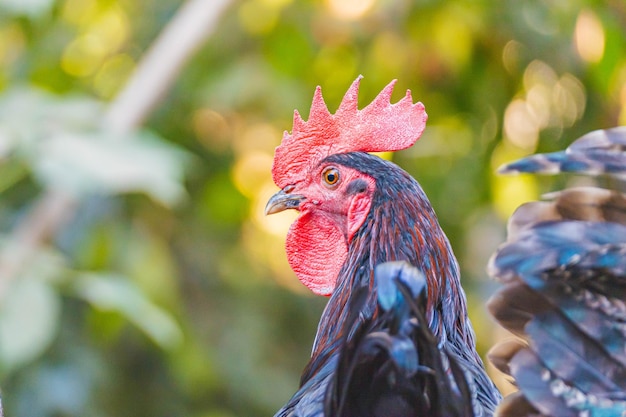 portrait of rooster