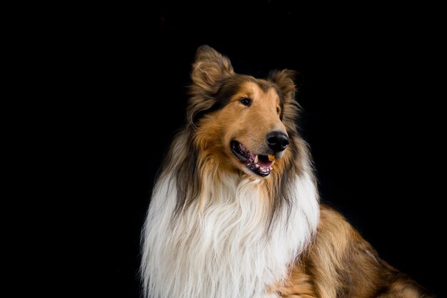 portrait of a rough collie isolate on black background