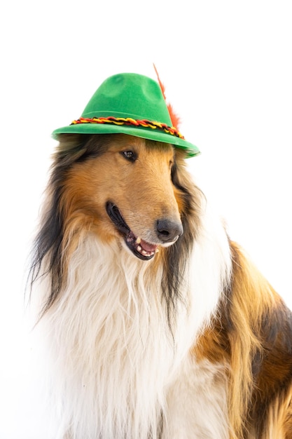 Portrait of a rough collie with bavarian hat