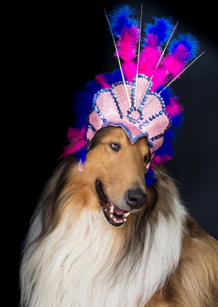 Portrait of a rough collie with feather headgear for carnival isolated on black background