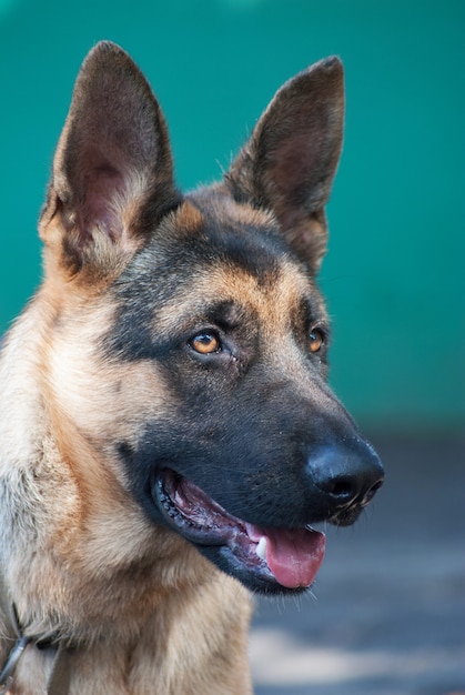 Portrait rural Shepherd