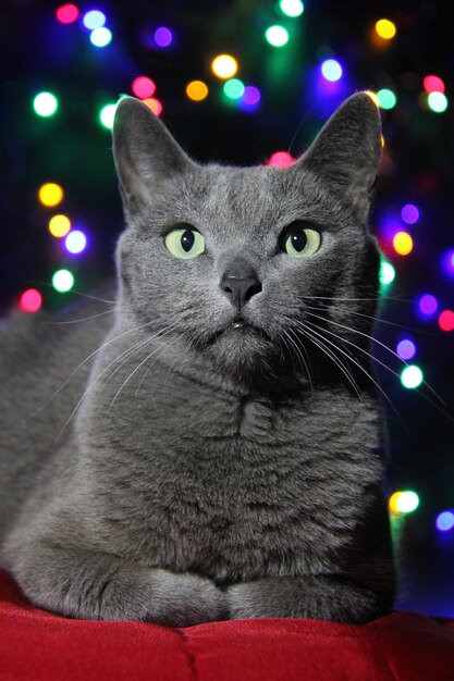 Portrait of a Russian blue cat on the of blurred colorful Christmas lights.