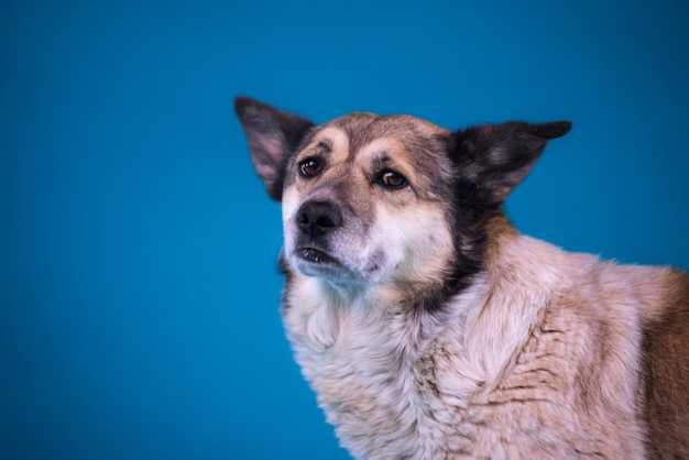 Portrait of a sad dog from a shelter. close up