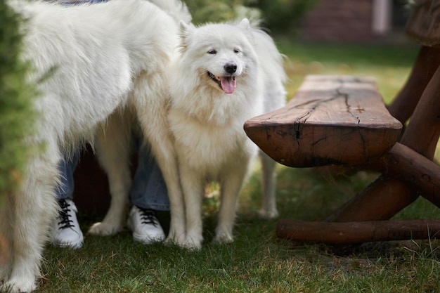 Portrait of a Samoyed dog. Two dogs in nature. Dogs on a walk