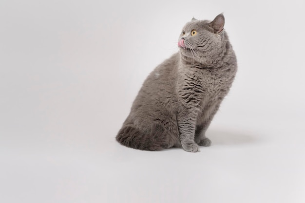 Portrait of A Scottish fold lovely cats on white studio background