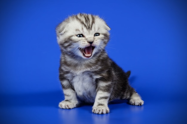 Portrait of a scottish fold shorthair cat on colored wall