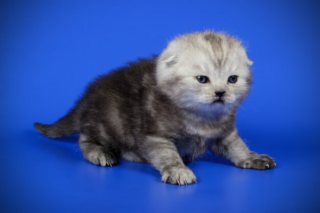 Portrait of a scottish fold shorthair cat on colored wall