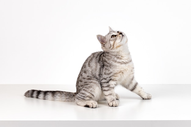 Portrait of Scottish straight kitten on white background