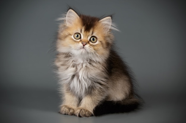 Portrait of a scottish straight longhair cat on colored wall