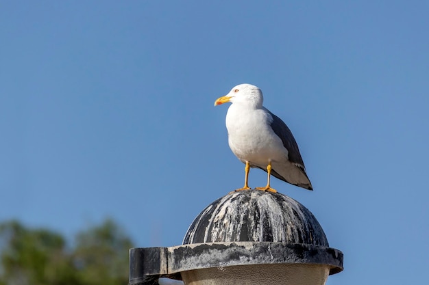 Portrait of seagull bird