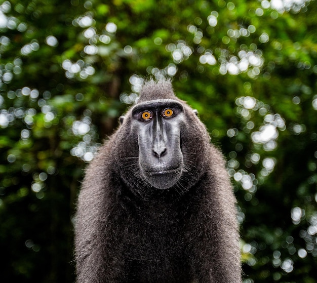 Portrait of a сelebes crested macaque Closeup Indonesia Sulawesi