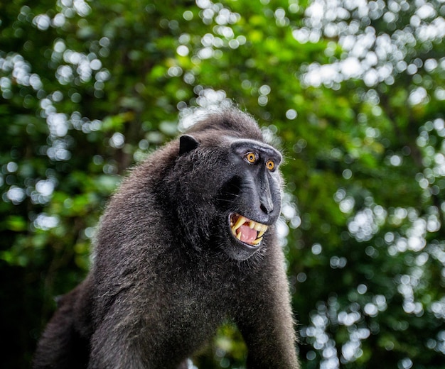 Portrait of a сelebes crested macaque Closeup Indonesia Sulawesi