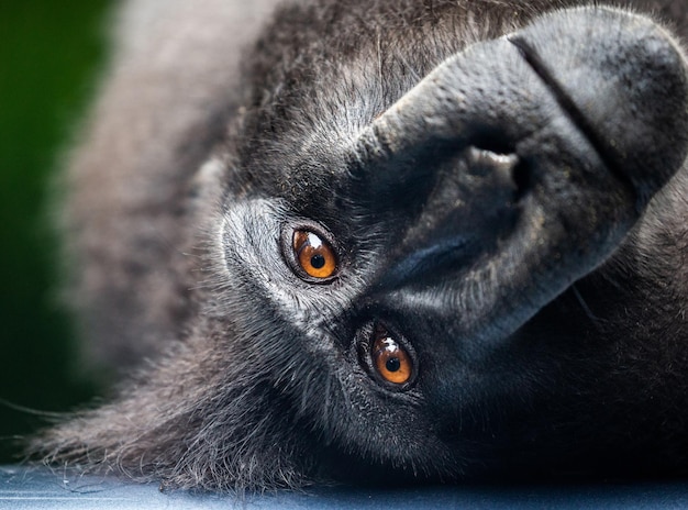 Portrait of a сelebes crested macaque Closeup Indonesia Sulawesi