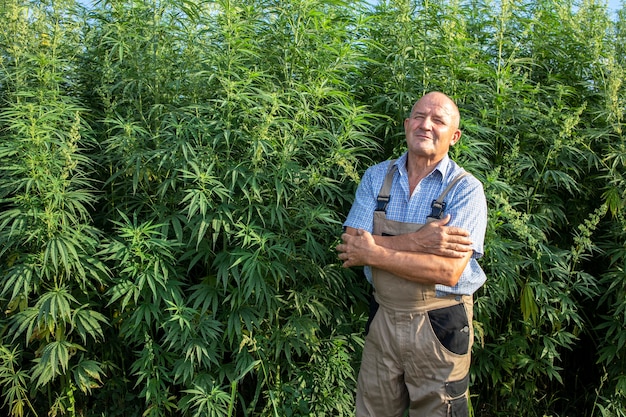 Portrait of senior agronomist standing by hemp or cannabis field and cannabis sativa plant